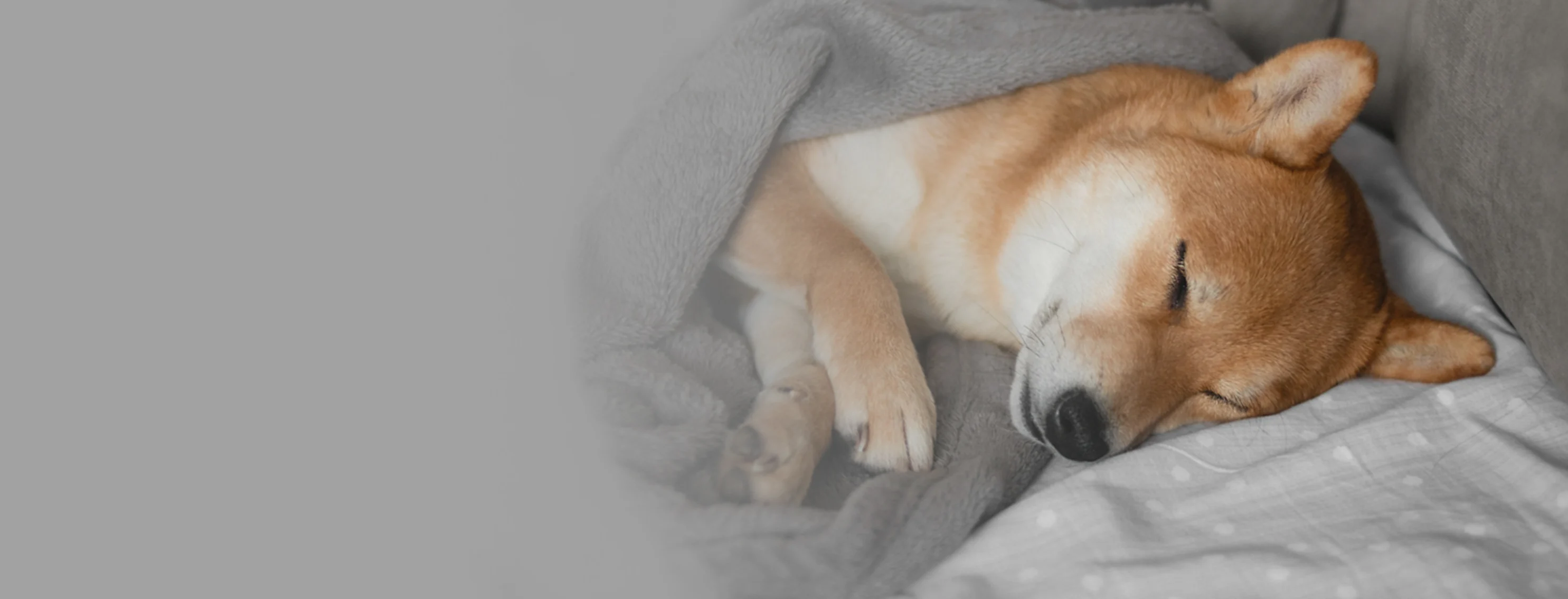 Homepage Best In Show Pet Resort homepage-best-in-show-pet-resort